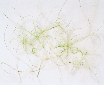 Václav Krůček - wire-works / loose